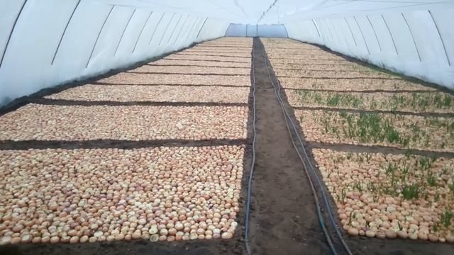 Заработок на зелёном луке