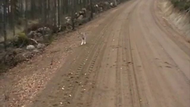 этого зайца боятся даже волки смотреть онлайн