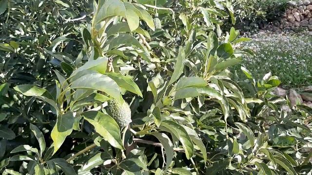 Вы видели как растет авокадо?