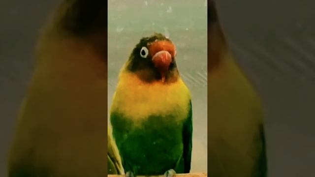 Придти/Прийти #институтпушкина смотреть онлайн