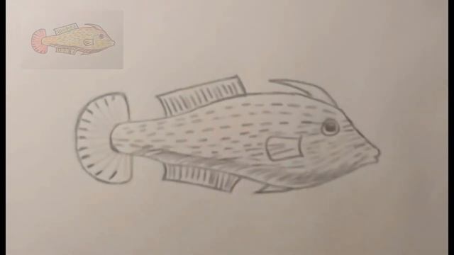 Веерохвостый спинорог смотреть онлайн