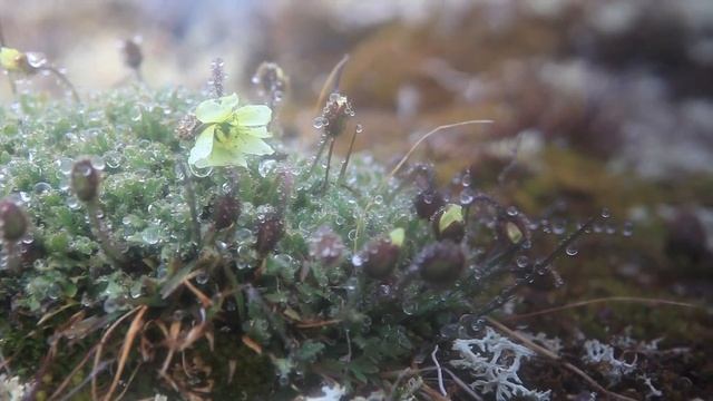 Franz Josef Land - Земля Франца-Иосифа смотреть онлайн