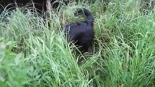 Hovawart dog enjoy to pick up ball смотреть онлайн