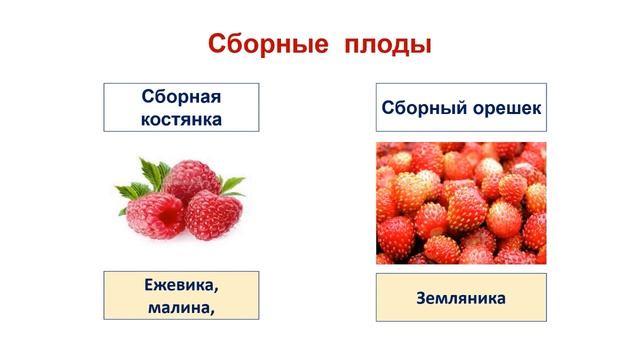 Тема 35. Плоды. Лабораторная работа № 10 «Строение и разнообразие плодов» смотреть онлайн