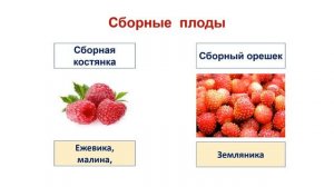 Тема 35. Плоды. Лабораторная работа № 10 «Строение и разнообразие плодов»