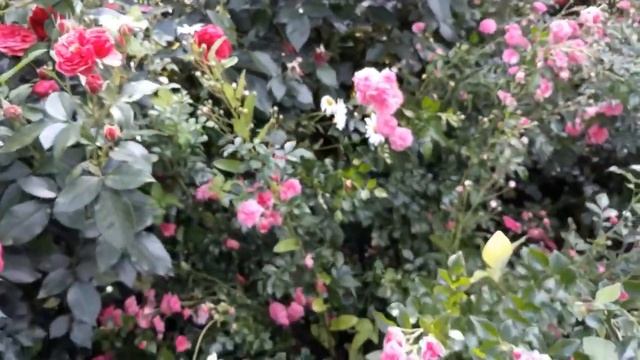 독일장미 아웃오브로젠하임 과 페피타. Out of rosenheim and pepita смотреть онлайн