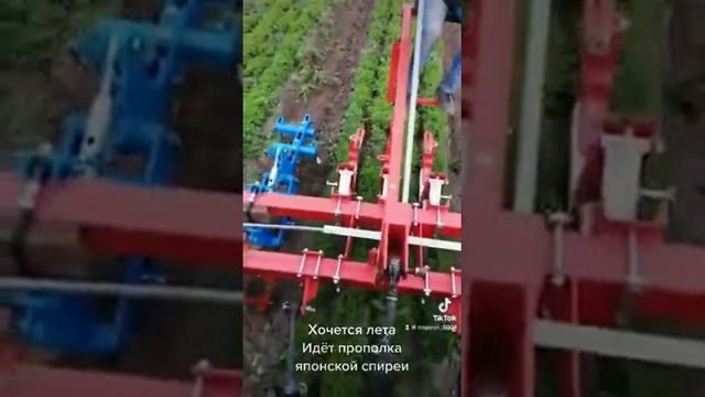 Прополка спиреи японской литл принцесс смотреть онлайн