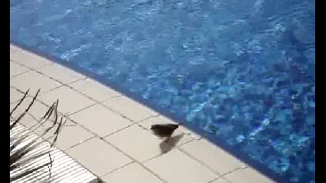 Израиль – водно-воздушное шоу