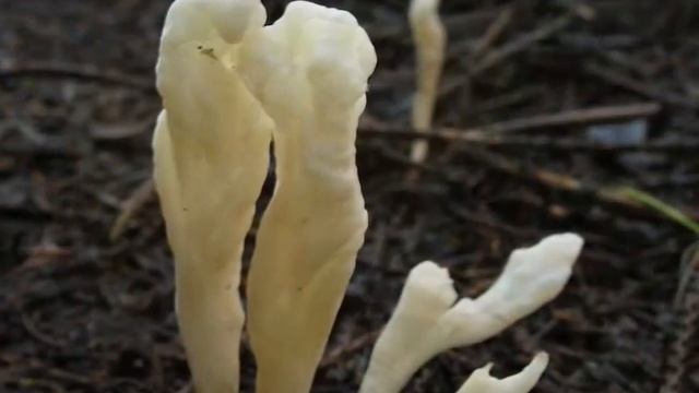 Kuřátečko svraskalé - Clavulina rugosa смотреть онлайн