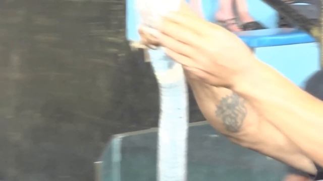 Змеиная ферма, Кобры, Паттайя смотреть онлайн