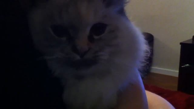 Squeaky Ragdoll kitty смотреть онлайн