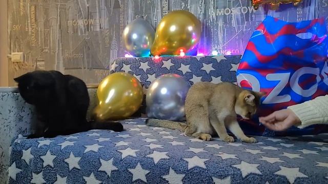 ДЕНЬ РОЖДЕНИЯ КОШЕЧКИ ПЕРСЕИ ! НЕОБЫЧНЫЕ и ПОЛЕЗНЫЕ ПОДАРКИ смотреть онлайн