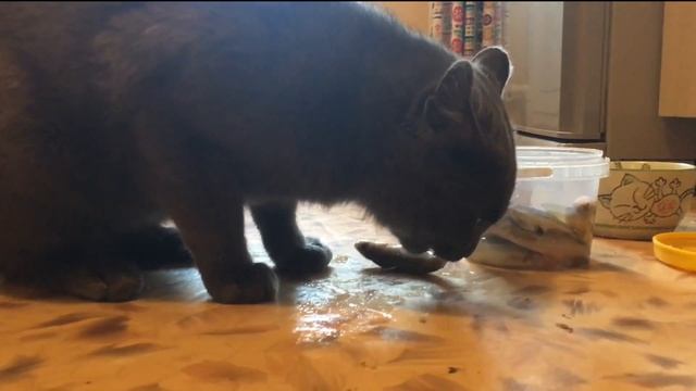 на даче/ловим рыбу руками/смешные кошки/Сашкины книжки смотреть онлайн