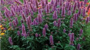 Виды мяты — полевая, котовник лимонный,  болотная