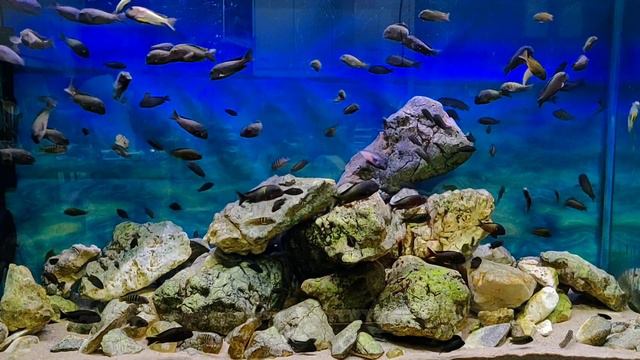 finally, this aquarium is completely free of red algae (Rhodophyta) - the ugliest algae смотреть онлайн