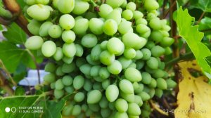 Второй урожай на Велес и Дубовский розовый, продолжаем эксперименты и отвечаю на ваши вопросы