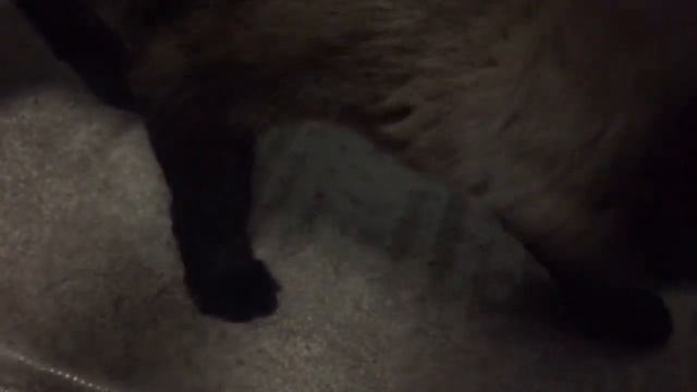 Кот – это единственный самоочищающийся предмет в доме =^..^= СИАМСКИЕ КОШКИ смотреть онлайн