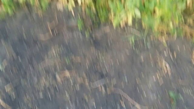 Какие еще растут растения на грядке у меня. смотреть онлайн