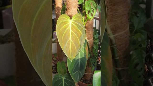 New Melano Leaf 💛 #melanochrysum #philodendron #indoorplants #KharessCares смотреть онлайн