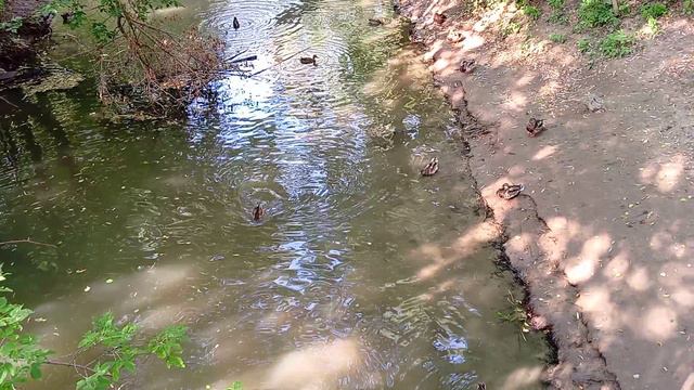 Уточки в сентябре