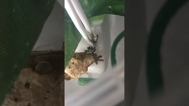 Hisoka?? #рекомендации #reels #змея #рептилии #snake #animal #reptile #эублефар #рептилия #hisoka смотреть онлайн