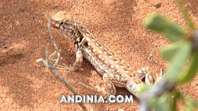 Lagartija Lemniscata (Liolaemus Lemniscatus) - Wreath Tree Iguana - Elegant Tree Iguana