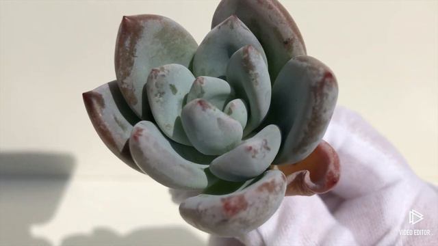 Echeveria Ivory (B) смотреть онлайн