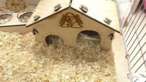 Неужели у них получилось? / свадьба хомяков / уборка в клетках  / Алиса Изи Петс / Alisa Easy Pets