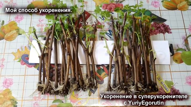 🍇 Простое уникальное 💯% укоренение черенков винограда на воде. Умный УКОРЕНИТЕЛЬ ЧЕРЕНКОВ Егорутина смотреть онлайн
