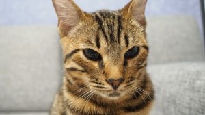 Есть ли у кошки душа и что ее ждет после смерти