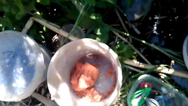 Ловим карася Рыбалка на Кубани смотреть онлайн