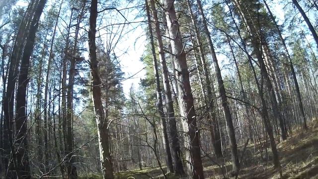 Весенняя велопрогулка.Сбор берёзового сока.прогулка по лесу!