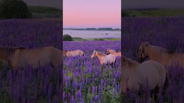 Люпиновый закат смотреть онлайн