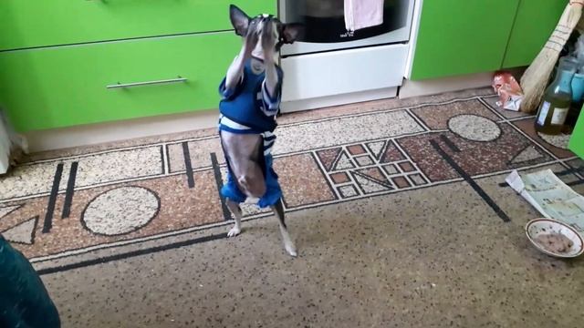 танец"Яблочко" смотреть онлайн