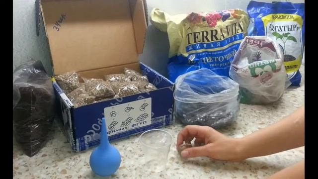 Клубень глоксинии проснулся зимой, что делать? смотреть онлайн