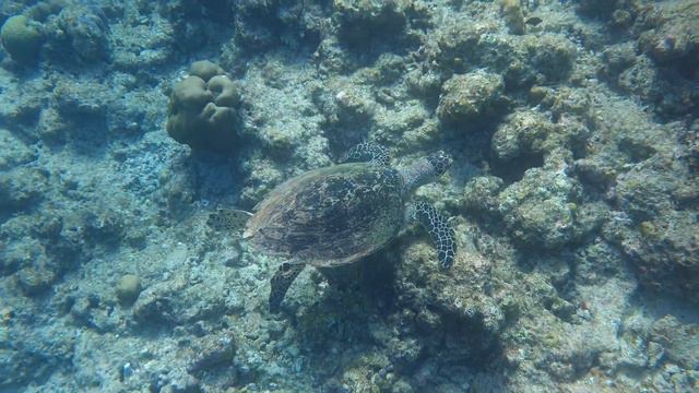 Домашний риф Kuramathi 2023