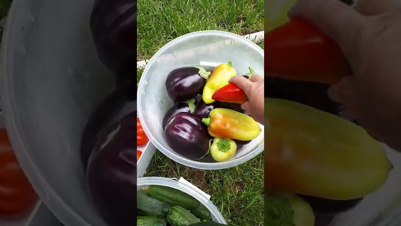 ТОМАТЫ безрассадные ОТКРЫТОГО ГРУНТА начали спеть 3 августа. УРОЖАЙ томаты, огурцы, перец, баклажаны смотреть онлайн