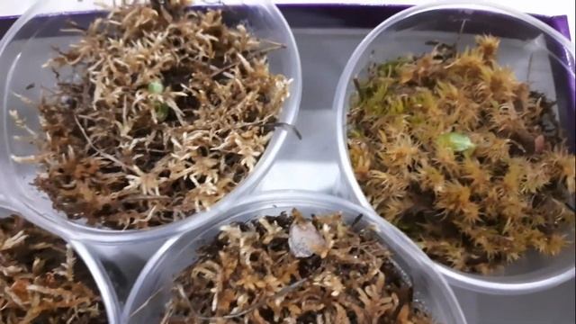 Легко и эффективно. Крепкая рассада, богатый урожай - сажаем огурцы в мох. Мой огород на балконе. смотреть онлайн