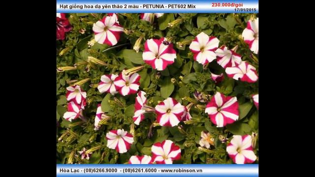 Hạt Dạ yên thảo 2 màu PETUNIA PET602 смотреть онлайн