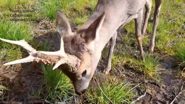 Утро в Парке косуль. Или завтрак на траве с Рогатиком. смотреть онлайн