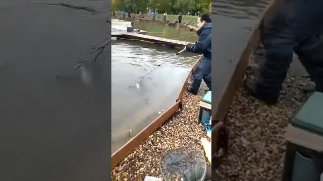 Девушки тоже умело ловят форель. У нас ловят все. Ждём в гости / Рыбалка в ДУРЫКИНО смотреть онлайн