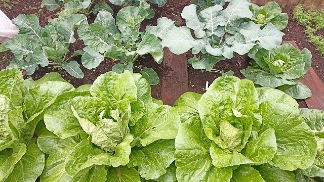 ? Огородный Vlog. Небольшой обзор цветов и овощей. Покупки для огорода. смотреть онлайн