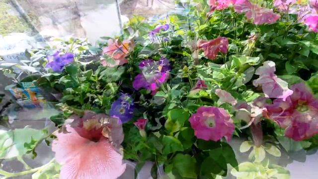 РАССАДА ПЕТУНИИ В АПРЕЛЕ НА ОКНЕ смотреть онлайн