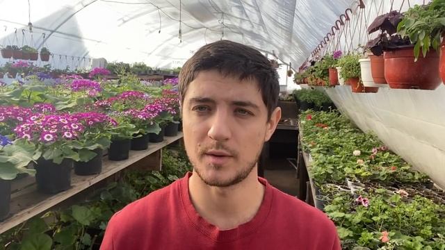 Самые ВЫГОДНЫЕ цветы из семян на продажу рассадой! (И ЭТО НЕ КУСТОВАЯ ПЕТУНИЯ) смотреть онлайн