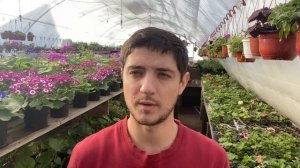 Самые ВЫГОДНЫЕ цветы из семян на продажу рассадой! (И ЭТО НЕ КУСТОВАЯ ПЕТУНИЯ)