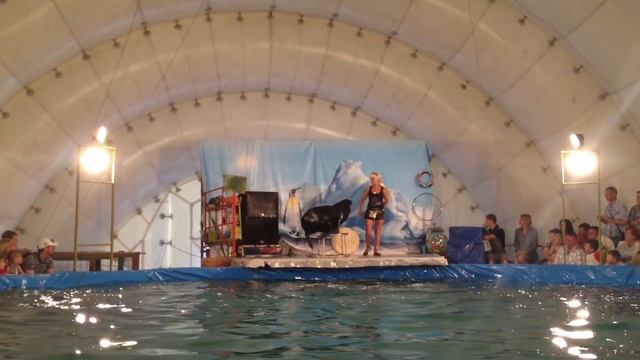 Дельфинарий в Пензе смотреть онлайн