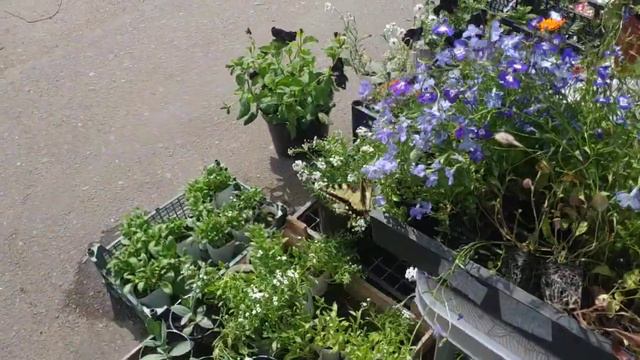 Бабочка-труженица!))) смотреть онлайн