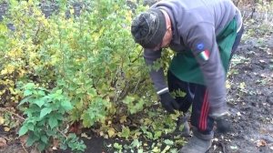 Как размножать крыжовник лёгким способом?