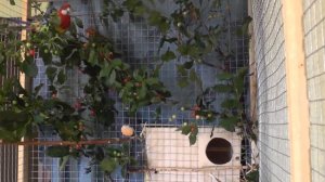 Разведение розелл. Этап разведения 3 Яйца были ОСТАНАВЛИВАЮ РАЗВЕДЕНИЕ