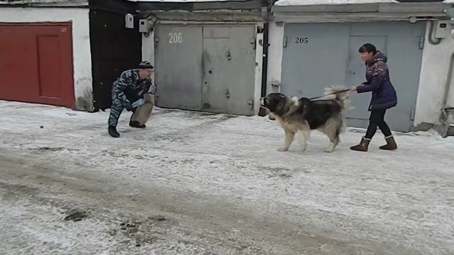 Кавказская овчарка Тверская Жемчужина Еныш Шохрат, 7 лет, работа по защите смотреть онлайн